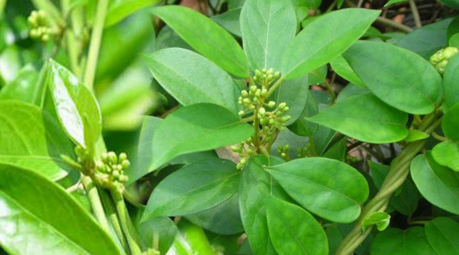 Uống trà dây thìa canh có tác dụng phụ gì không? 1